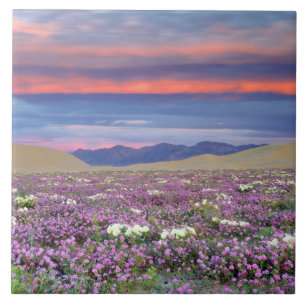 Sand Verbena & Dune Primrose Wildflowers at Sunset Ceramic Tile
