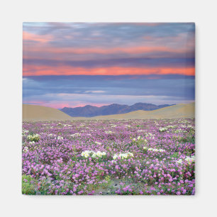 Sand Verbena & Dune Primrose Wildflowers at Sunset Magnet