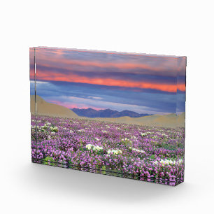 Sand Verbena & Dune Primrose Wildflowers at Sunset Photo Block
