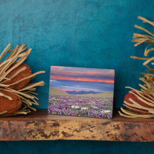 Sand Verbena & Dune Primrose Wildflowers at Sunset Plaque