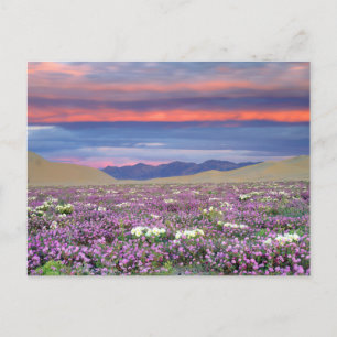 Sand Verbena & Dune Primrose Wildflowers at Sunset Postcard