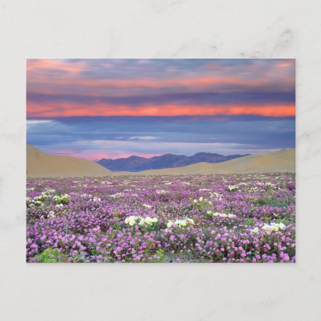 Sand Verbena & Dune Primrose Wildflowers at Sunset Postcard (Front)