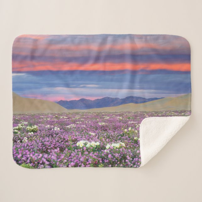 Sand Verbena & Dune Primrose Wildflowers at Sunset Sherpa Blanket (Front (Horizontal))
