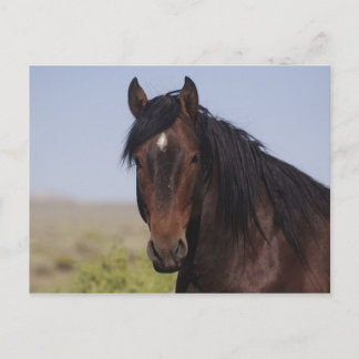 Sand Wash Basin Stallion Post Card