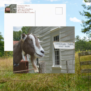 Sandburg Connemara Farms Goat Dairy Photographic Postcard