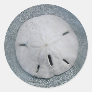 Sanddollar on Beach   Sanibel Island, Florida Classic Round Sticker