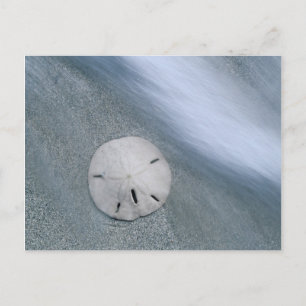 Sanddollar on Beach Sanibel Island, Florida Postcard