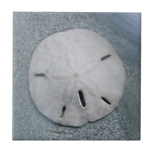 Sanddollar on Beach   Sanibel Island, Florida Tile