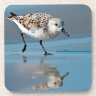 Sanderling (Calidris Albe) Feeding On Wet Beach Coaster