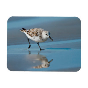 Sanderling (Calidris Albe) Feeding On Wet Beach Magnet