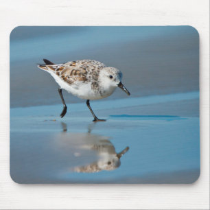 Sanderling (Calidris Albe) Feeding On Wet Beach Mouse Pad