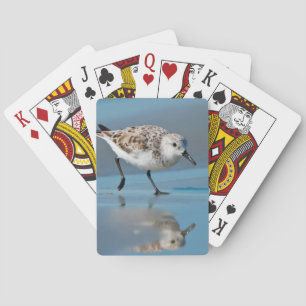 Sanderling (Calidris Albe) Feeding On Wet Beach Playing Cards