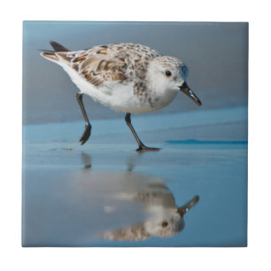 Sanderling (Calidris Albe) Feeding On Wet Beach Tile