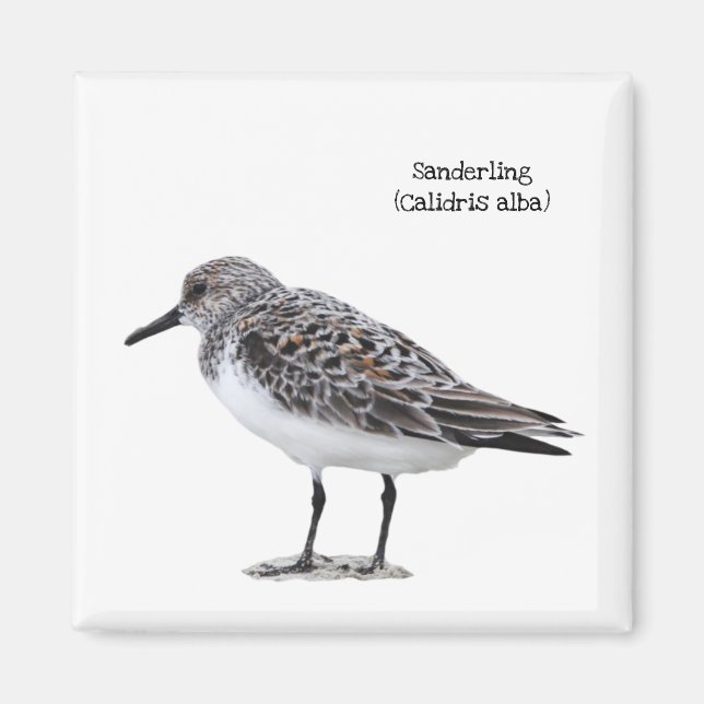 Sanderling Magnet (Front)