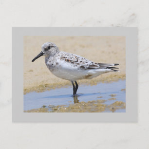 Sanderling Postcard