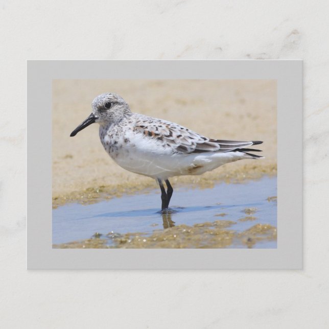 Sanderling Postcard (Front)