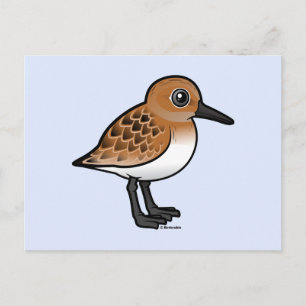 Sanderling Postcard