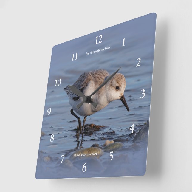 Sanderling Shorebird Strolling a Winter Beach Square Wall Clock (Angle)