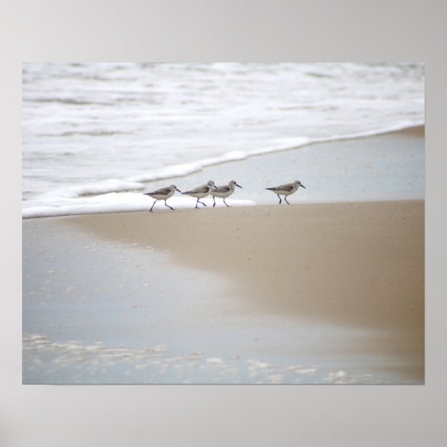 Sanderlings Walking on the Beach Colour 16x20  Poster (Front)