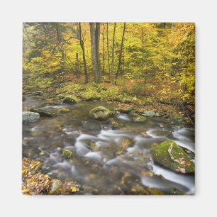 Sanderson Brook. Chester-Blanford State Forest. Magnet