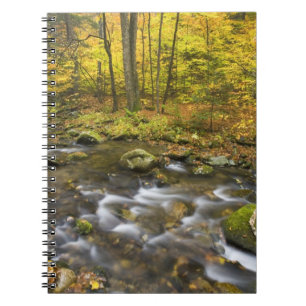 Sanderson Brook. Chester-Blanford State Forest. Notebook