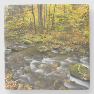 Sanderson Brook. Chester-Blanford State Forest. Stone Coaster