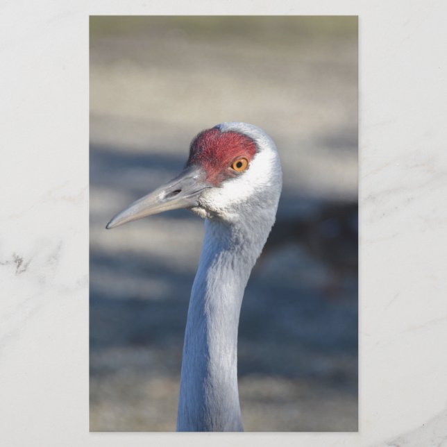 Sandhill Crane (Front)