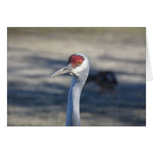 Sandhill Crane