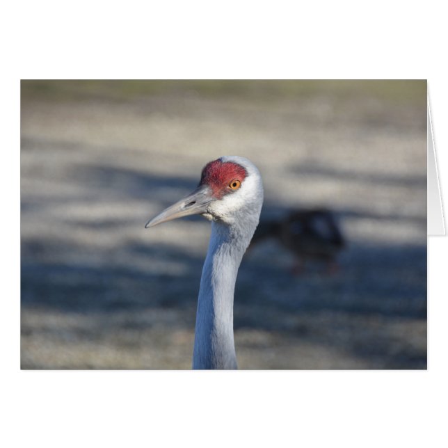 Sandhill Crane (Front Horizontal)