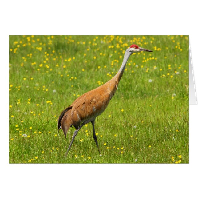 Sandhill Crane (Front Horizontal)