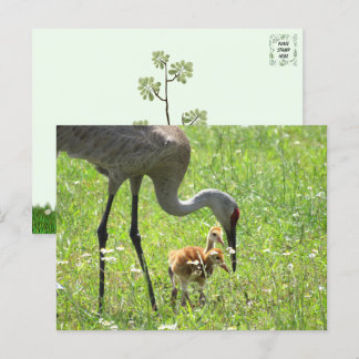 Sandhill Crane and 2 Colts (chick) Postcard