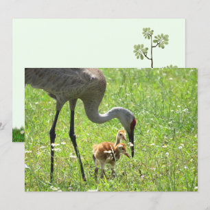 Sandhill Crane and Colt (chick) Flat Card