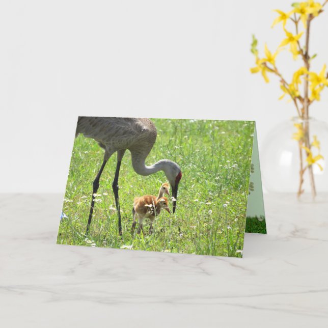 Sandhill Crane and Colt (chick) in flower field Card (Yellow Flower)