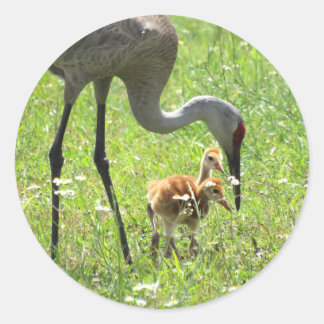 Sandhill Crane and Colt (chick) Stickers