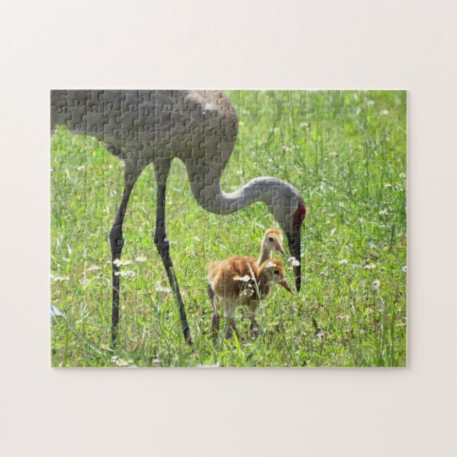 Sandhill Crane and Colts Jigsaw Puzzle (Horizontal)