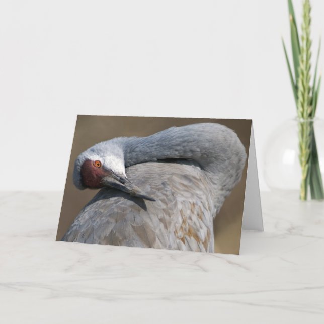 Sandhill Crane at Bosque del Apache Card (Front)