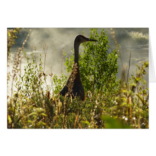 Sandhill Crane at Moose Ponds in Grand Teton (Front Horizontal)