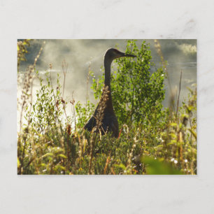 Sandhill Crane at Moose Ponds in Grand Teton Postcard