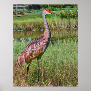 Sandhill Crane at the Pond Poster