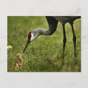 Sandhill Crane & Baby postcard