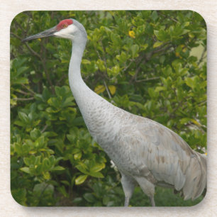 Sandhill Crane Bird Photograph Coaster
