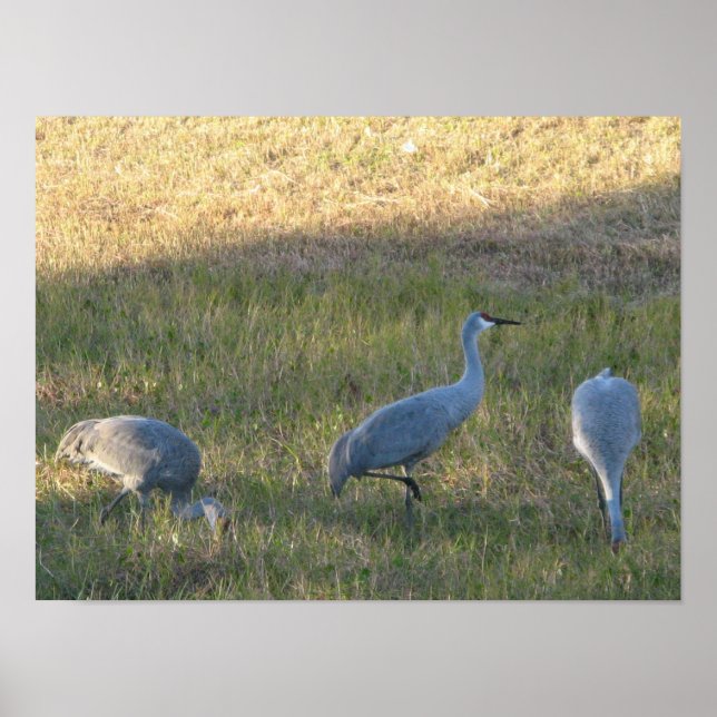 Sandhill Crane Birds Eating Grass Photo Poster (Front)