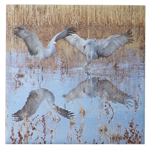 Sandhill Crane Birds Wildlife Animals Ceramic Tile