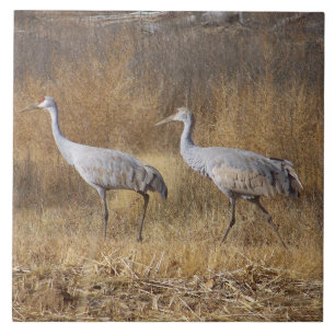Sandhill Crane Birds Wildlife Animals Tile
