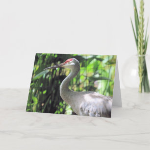 Sandhill crane card