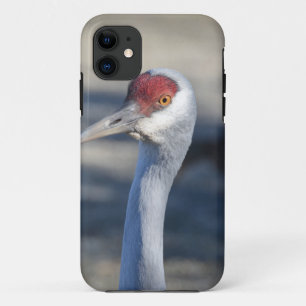 Sandhill Crane iPhone 11 Case