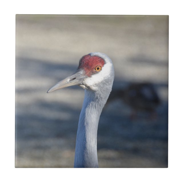 Sandhill Crane Ceramic Tile (Front)