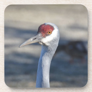 Sandhill Crane Coaster