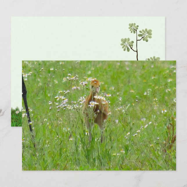 Sandhill Crane Colt (chick) Flat Card (Front/Back)