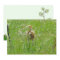Sandhill Crane Colt (chick) Flat Card